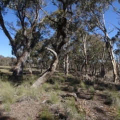 Eucalyptus sp. (A Gum Tree) at Cuumbeun Nature Reserve - 26 Aug 2020 by AndyRussell