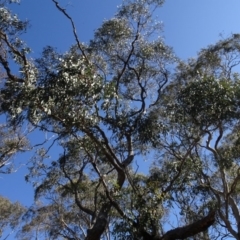 Eucalyptus sp. at Carwoola, NSW - 26 Aug 2020