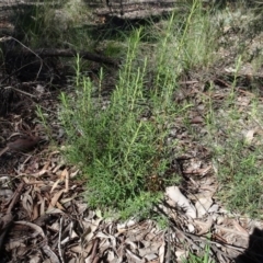 Chrysocephalum semipapposum (Clustered Everlasting) at Carwoola, NSW - 26 Aug 2020 by AndyRussell