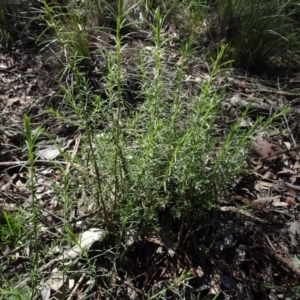 Chrysocephalum semipapposum at Carwoola, NSW - 26 Aug 2020