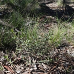 Hibbertia obtusifolia (Grey Guinea-flower) at Cuumbeun Nature Reserve - 26 Aug 2020 by AndyRussell