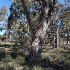 Eucalyptus rossii (Inland Scribbly Gum) at Cuumbeun Nature Reserve - 26 Aug 2020 by AndyRussell