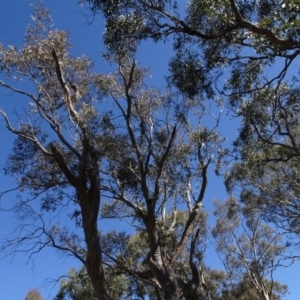 Eucalyptus rossii at Carwoola, NSW - 26 Aug 2020