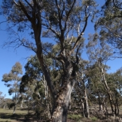 Eucalyptus rossii at QPRC LGA - 26 Aug 2020 02:16 PM