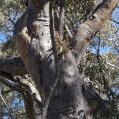 Eucalyptus rossii at QPRC LGA - 26 Aug 2020 02:16 PM