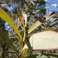 Iridomyrmex purpureus (Meat Ant) at Cuumbeun Nature Reserve - 26 Aug 2020 by AndyRussell