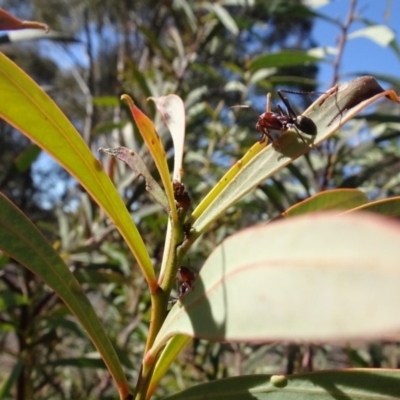 Iridomyrmex purpureus (Meat Ant) at Carwoola, NSW - 26 Aug 2020 by AndyRussell