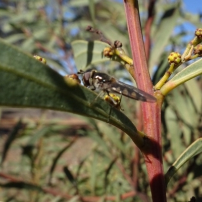 Melangyna viridiceps (Hover fly) at Cuumbeun Nature Reserve - 26 Aug 2020 by AndyRussell