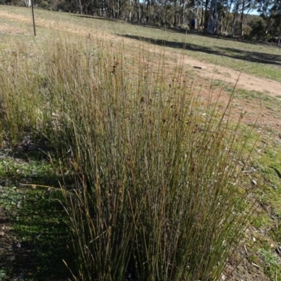 Juncus (genus) (A Rush) at Carwoola, NSW - 26 Aug 2020 by AndyRussell