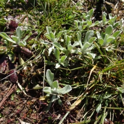 Chrysocephalum apiculatum (Common Everlasting) at Carwoola, NSW - 26 Aug 2020 by AndyRussell