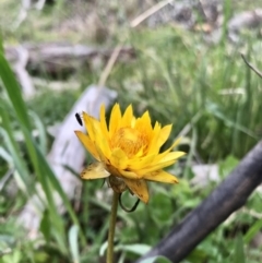 Xerochrysum sp. at Hawker, ACT - 27 Aug 2020 by annamacdonald