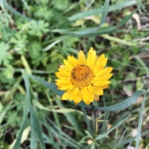 Xerochrysum sp. at Hawker, ACT - 27 Aug 2020