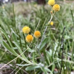 Chrysocephalum apiculatum (Common Everlasting) at Hawker, ACT - 27 Aug 2020 by annamacdonald