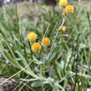 Chrysocephalum apiculatum at Hawker, ACT - 27 Aug 2020