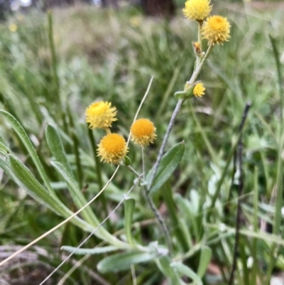 Chrysocephalum apiculatum (Common Everlasting) at Hawker, ACT - 27 Aug 2020 by annamacdonald