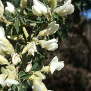 Chamaecytisus palmensis at Mawson, ACT - 27 Aug 2020