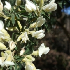 Chamaecytisus palmensis (Tagasaste, Tree Lucerne) at Mawson, ACT - 27 Aug 2020 by Mike