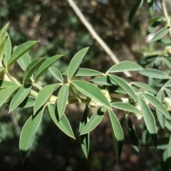 Chamaecytisus palmensis at Mawson, ACT - 27 Aug 2020