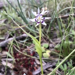 Wurmbea dioica subsp. dioica (Early Nancy) at Holt, ACT - 27 Aug 2020 by annamacdonald