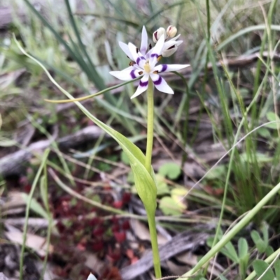 Wurmbea dioica subsp. dioica (Early Nancy) at Holt, ACT - 27 Aug 2020 by annamacdonald