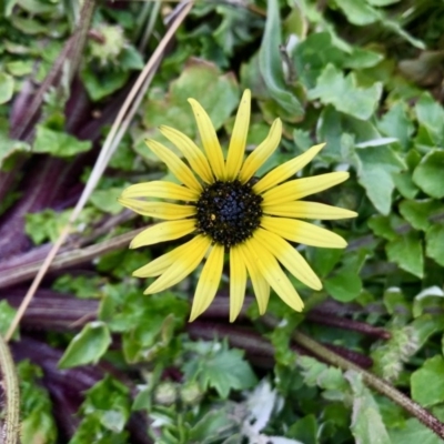 Arctotheca calendula (Capeweed, Cape Dandelion) at Hawker, ACT - 27 Aug 2020 by annamacdonald