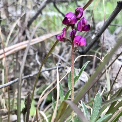 Swainsona sericea (Silky Swainson-Pea) at Holt, ACT - 27 Aug 2020 by annamacdonald