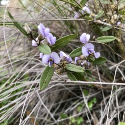 Hovea heterophylla (Common Hovea) at Holt, ACT - 27 Aug 2020 by annamacdonald