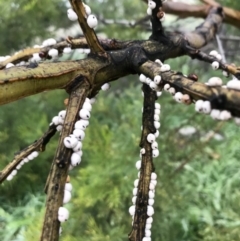 Cryptes baccatus (Wattle Tick Scale) at The Pinnacle - 23 Jul 2020 by annamacdonald