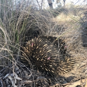 Tachyglossus aculeatus at Forde, ACT - 21 Jul 2020 03:36 PM