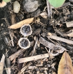 Cyathus sp. (A Bird's Nest Fungus) at Page, ACT - 5 Jun 2020 by annamacdonald