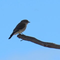 Microeca fascinans (Jacky Winter) at Tennent, ACT - 26 Aug 2020 by RodDeb