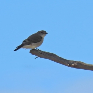 Microeca fascinans at Tennent, ACT - 26 Aug 2020