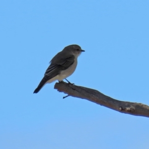 Microeca fascinans at Tennent, ACT - 26 Aug 2020 12:35 PM