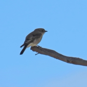 Microeca fascinans at Tennent, ACT - 26 Aug 2020