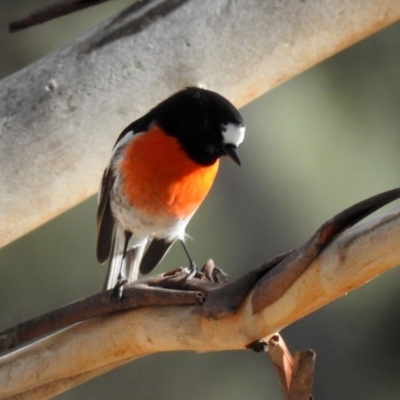 Petroica boodang (Scarlet Robin) at Paddys River, ACT - 26 Aug 2020 by RodDeb