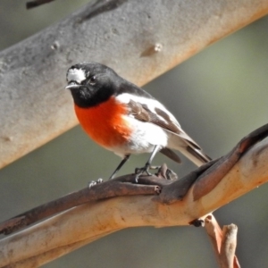 Petroica boodang at Paddys River, ACT - 26 Aug 2020