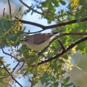 Gerygone fusca at Tennent, ACT - 26 Aug 2020 12:07 PM