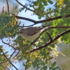 Gerygone fusca (Western Gerygone) at Tennent, ACT - 26 Aug 2020 by RodDeb