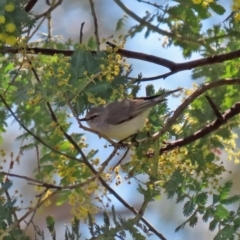 Gerygone fusca at Tennent, ACT - 26 Aug 2020 12:07 PM