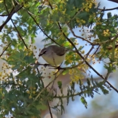 Gerygone fusca at Tennent, ACT - 26 Aug 2020 12:07 PM