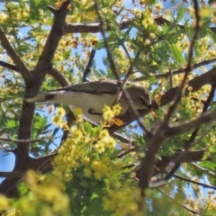 Gerygone fusca at Tennent, ACT - 26 Aug 2020