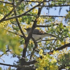 Gerygone fusca at Tennent, ACT - 26 Aug 2020 12:07 PM