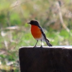 Petroica phoenicea (Flame Robin) at Paddys River, ACT - 26 Aug 2020 by RodDeb