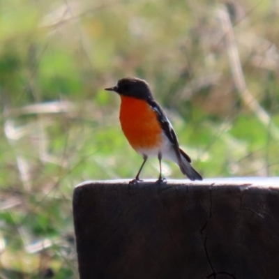Petroica phoenicea (Flame Robin) at Paddys River, ACT - 26 Aug 2020 by RodDeb