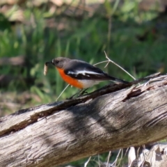 Petroica phoenicea at Paddys River, ACT - 26 Aug 2020 01:10 PM