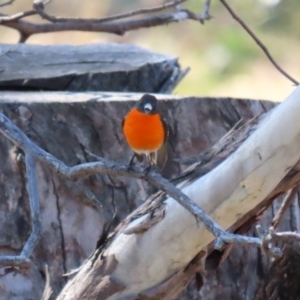 Petroica phoenicea at Paddys River, ACT - 26 Aug 2020