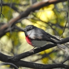 Petroica rosea (Rose Robin) at Tennent, ACT - 26 Aug 2020 by RodDeb