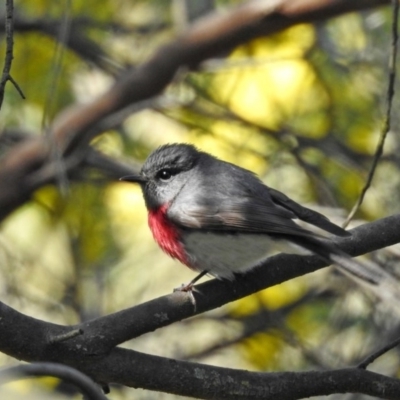 Petroica rosea (Rose Robin) at Tennent, ACT - 26 Aug 2020 by RodDeb