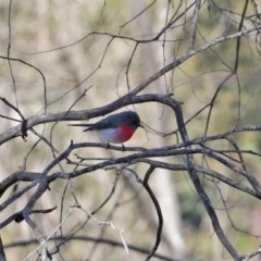 Petroica rosea at Tennent, ACT - 26 Aug 2020