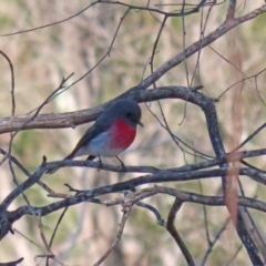 Petroica rosea at Tennent, ACT - 26 Aug 2020